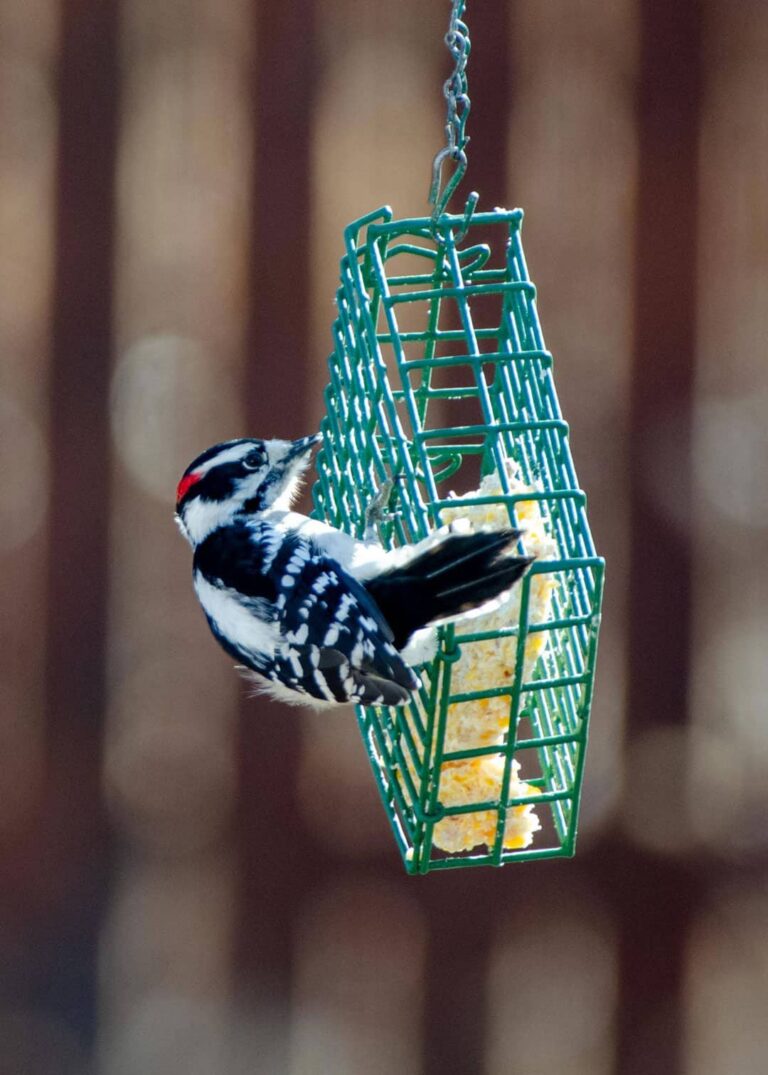 Downy woodpecker (male) on a green suet feeder