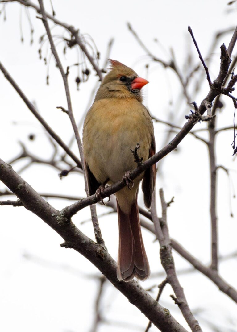 Northern cardinal (female) perched on a pear tree branch