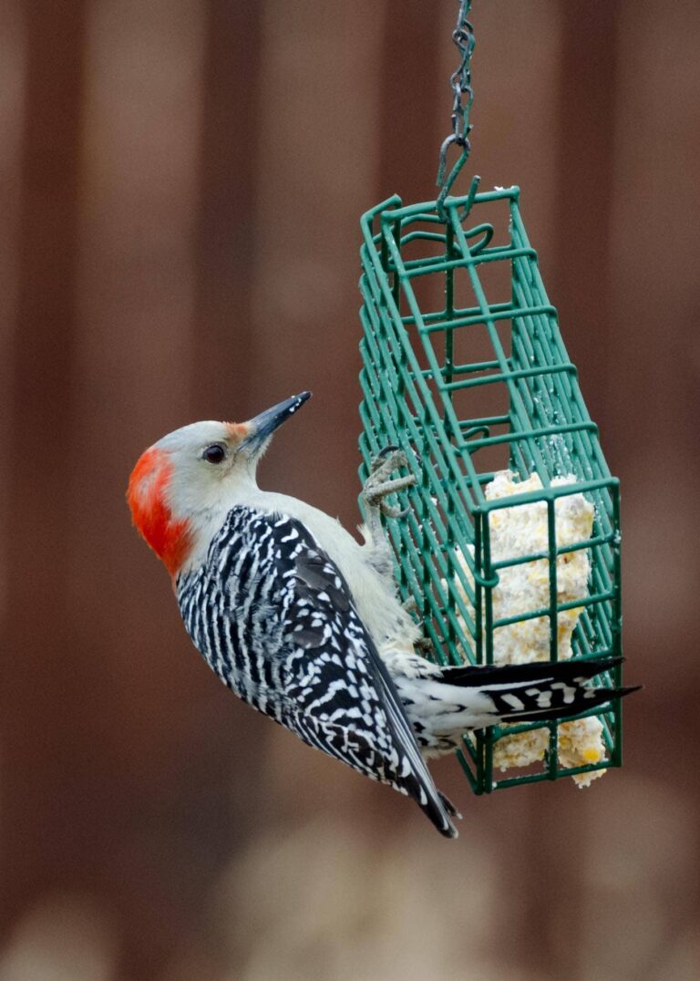 Red-bellied woodpecker on a green suet feeder
