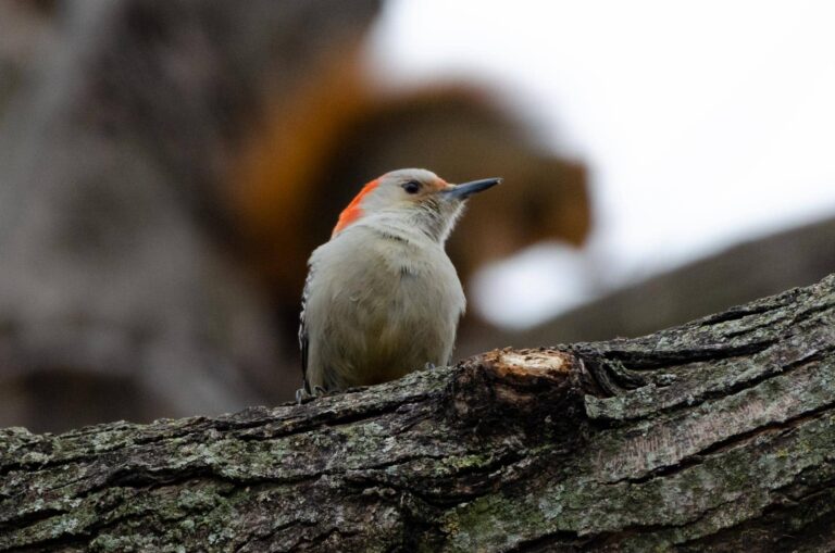 Red-bellied woodpecker on a tree limb with a squirrel silhouetted in the background