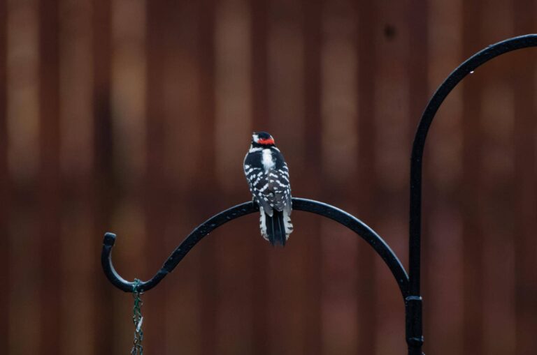 Downy woodpecker (male) perched on shepherd's hook, facing away from camera