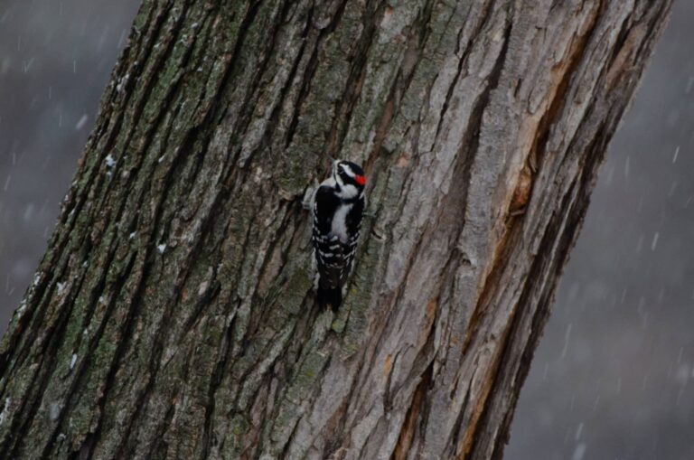 Downy woodpecker (male) on a tree trunk during snowfall